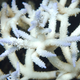 Illustration for article titled This is What a Mass Die-off of Earth's Coral Reefs Looks Like